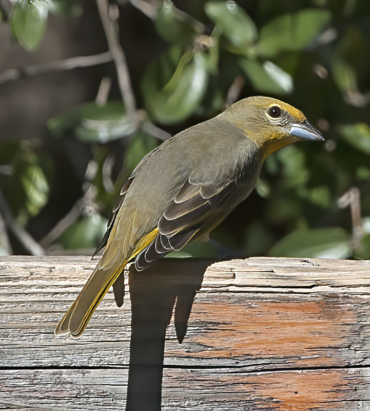 Hepatic_Tanager_14_AZ_027