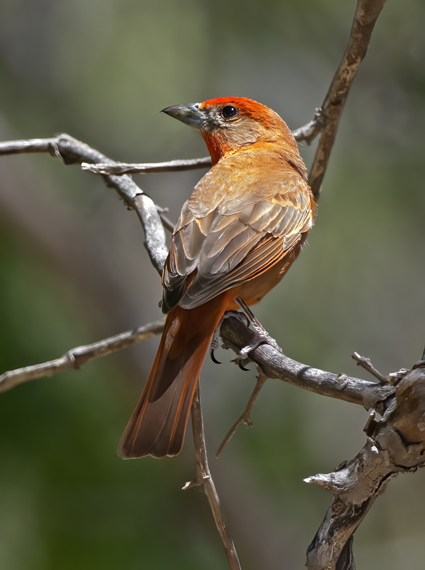 Hepatic_Tanager_15_AZ_005