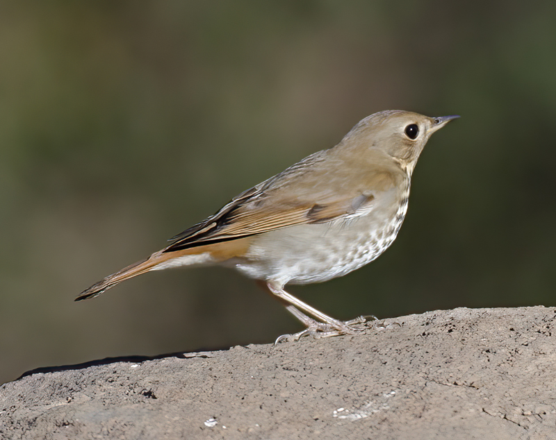 Hermit_Thrush_12_CA_008