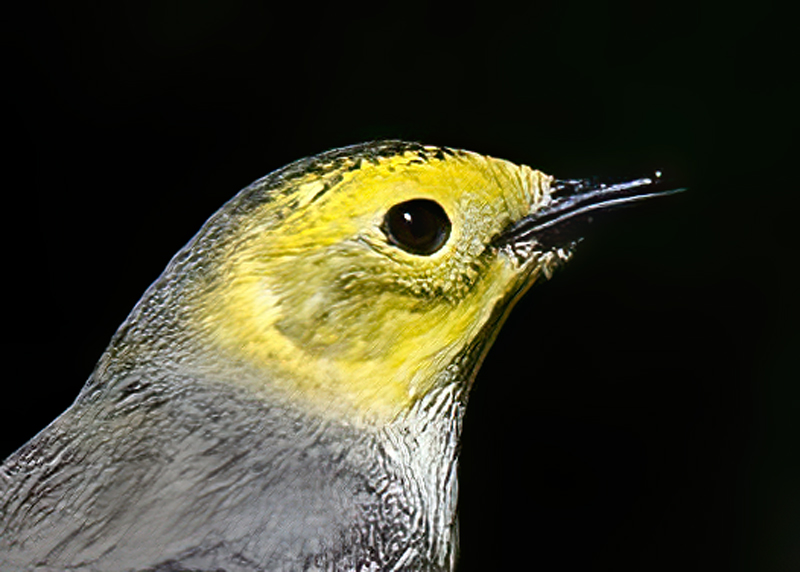 Hermit_Warbler_13_CA_003