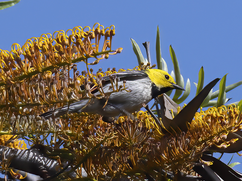 Hermit_Warbler_21_CA_015