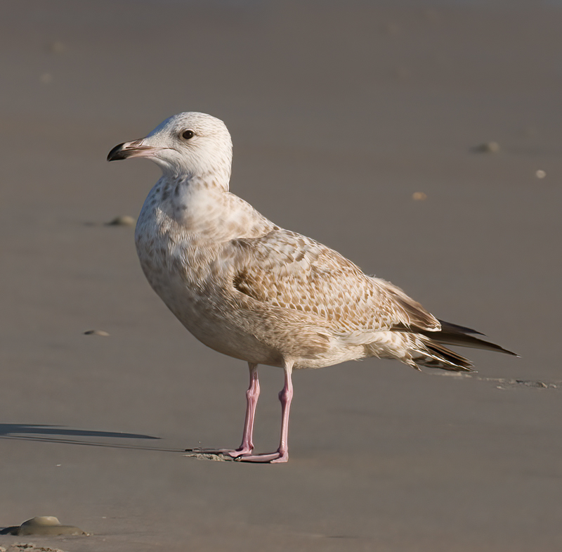 Herring_Gull_11_FL_001