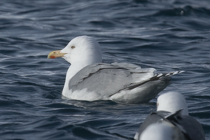 Herring_Gull_23_Norway_011