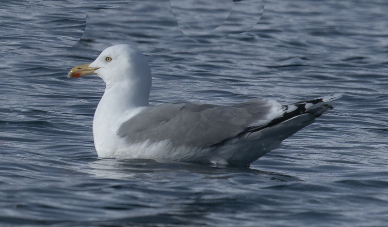 Herring_Gull_23_Norway_031