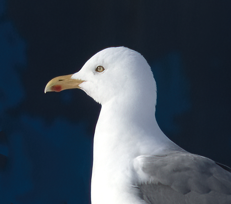 Herring_Gull_23_Norway_033