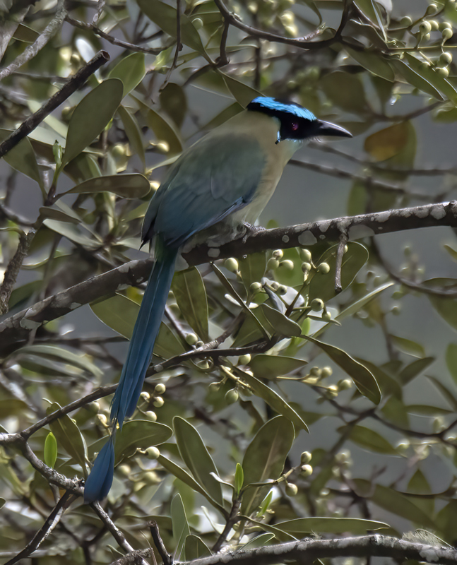 Highland_Motmot_17_Peru_039