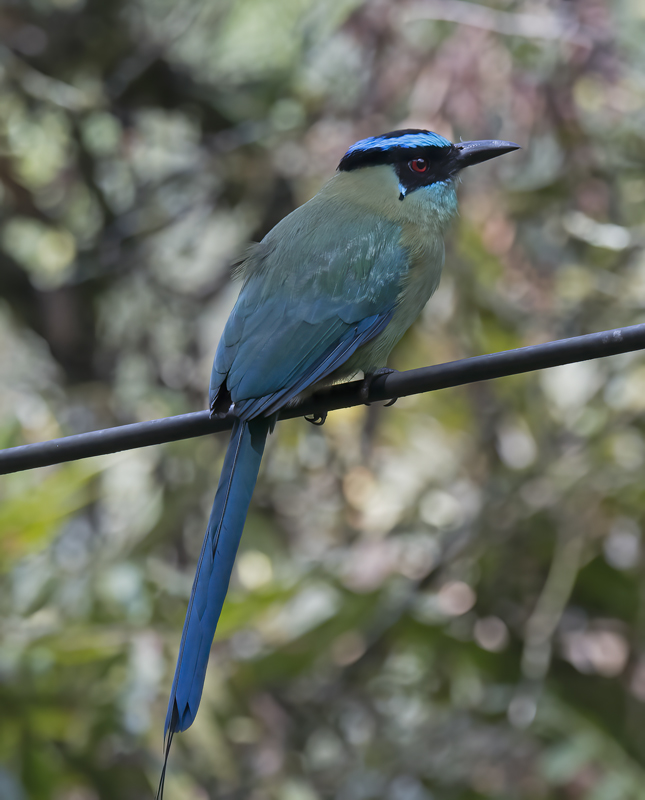 Highland_Motmot_17_Peru_051