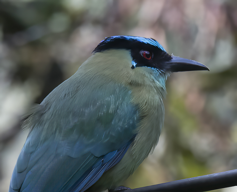 Highland_Motmot_17_Peru_052