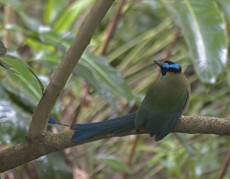 Highland_Motmot_17_Peru_062