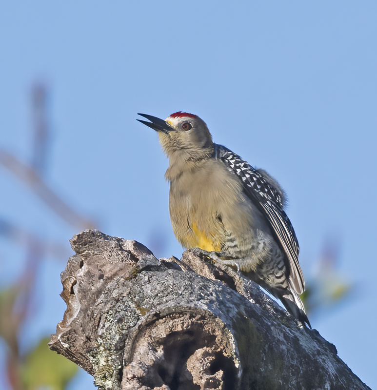 Hoffmans_Woodpecker_17_Costa_Rica_017
