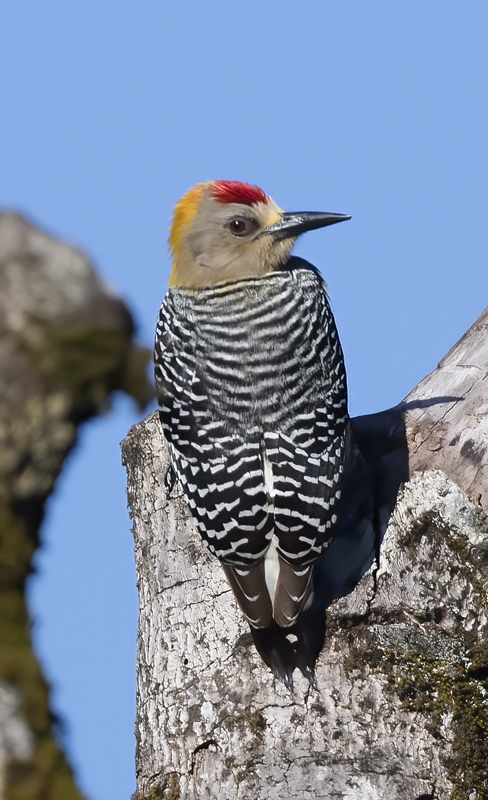 Hoffmans_Woodpecker_17_Costa_Rica_033