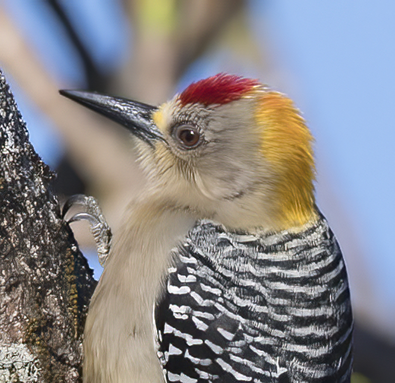 Hoffmans_Woodpecker_17_Costa_Rica_039