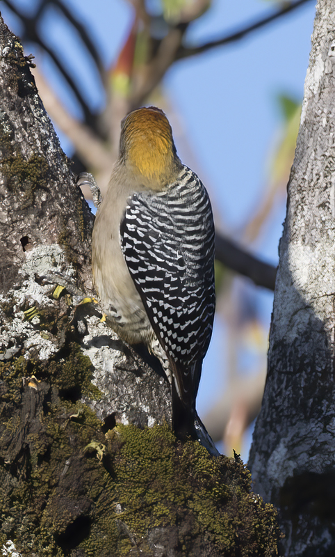 Hoffmans_Woodpecker_17_Costa_Rica_041