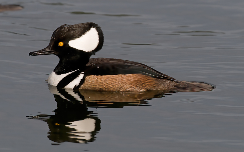 Hooded_Merganser_09_FL_031