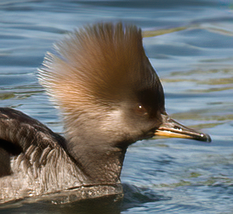 Hooded_Merganser_09_FL_043