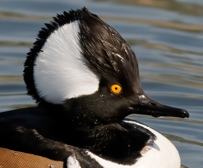 Hooded_Merganser_09_FL_050
