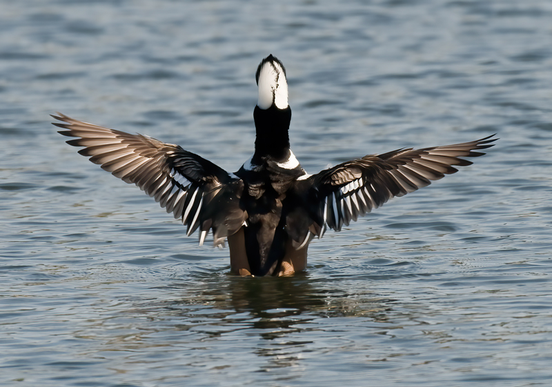 Hooded_Merganser_09_FL_054