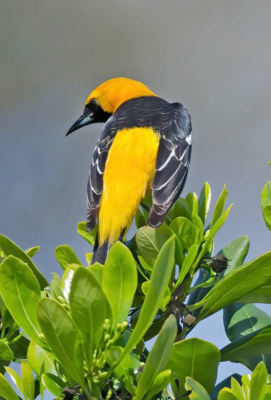 Hooded_Oriole_13_CA_018