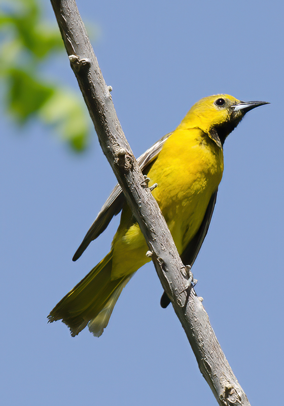 Hooded_Oriole_13_CA_030