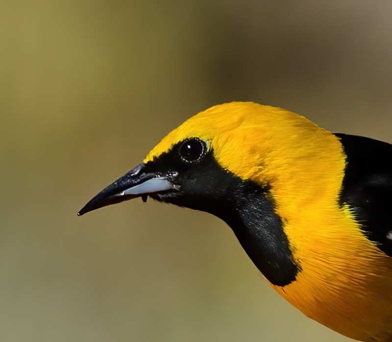 Hooded_Oriole_14_CA_022