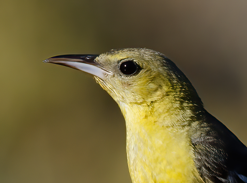 Hooded_Oriole_14_CA_024