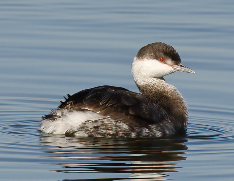 Horned_Grebe_10_CA_007