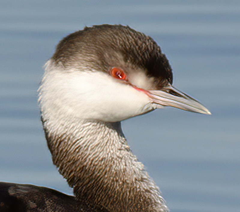 Horned_Grebe_10_CA_008