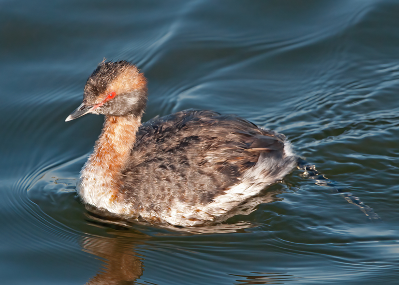 Horned_Grebe_14_CA_046
