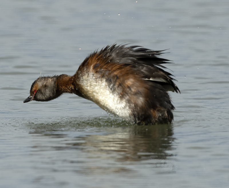 Horned_Grebe_22_Iceland_020
