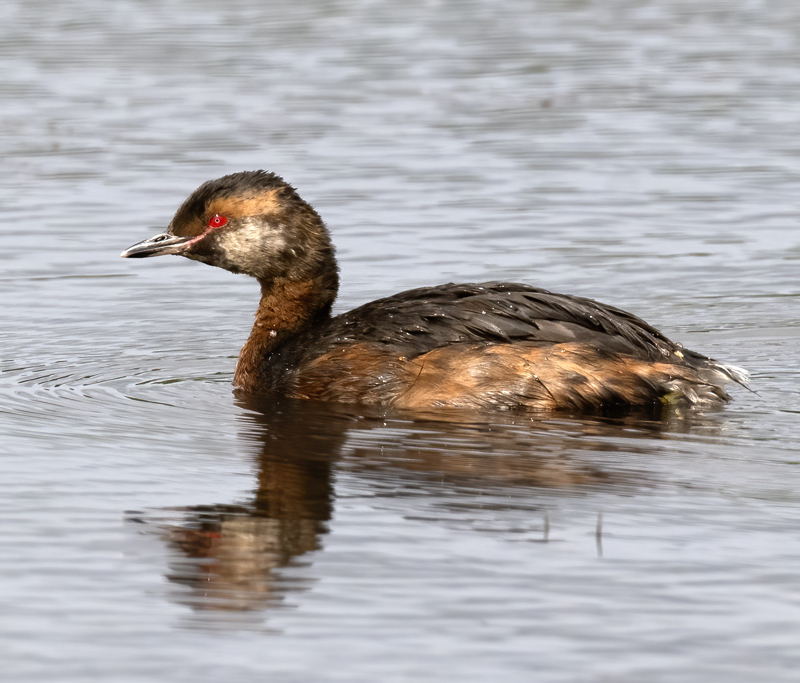Horned_Grebe_22_Iceland_039