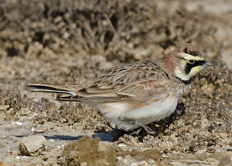 Horned_Lark_11_CA_012