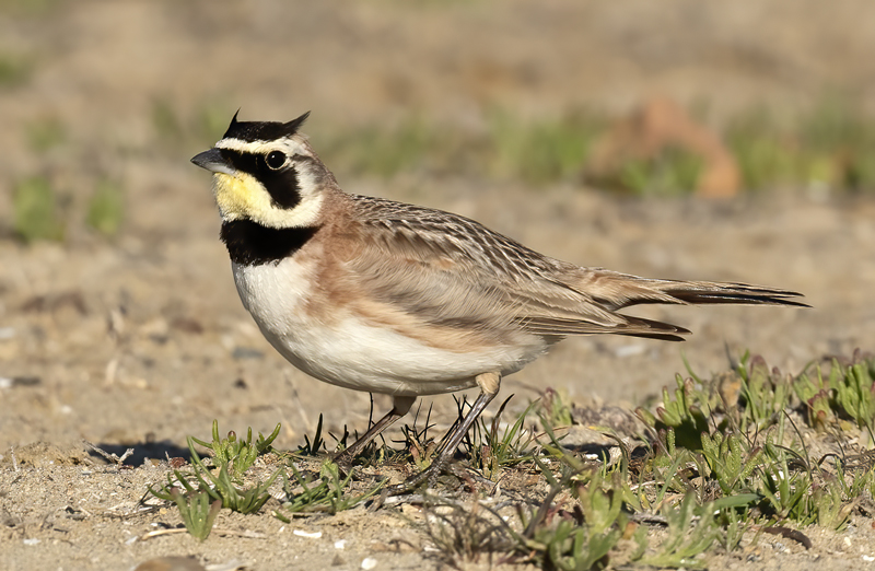 Horned_Lark_21_CA_028