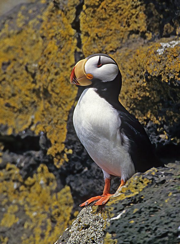 Horned_Puffin_98_AK_005
