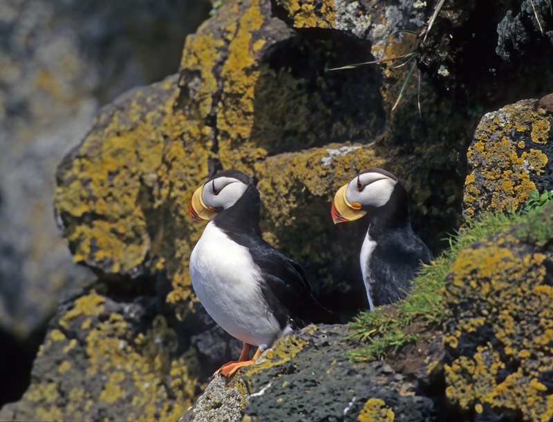 Horned_Puffin_98_AK_006