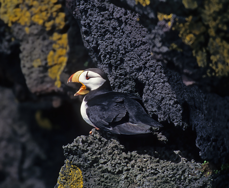 Horned_Puffin_98_AK_019