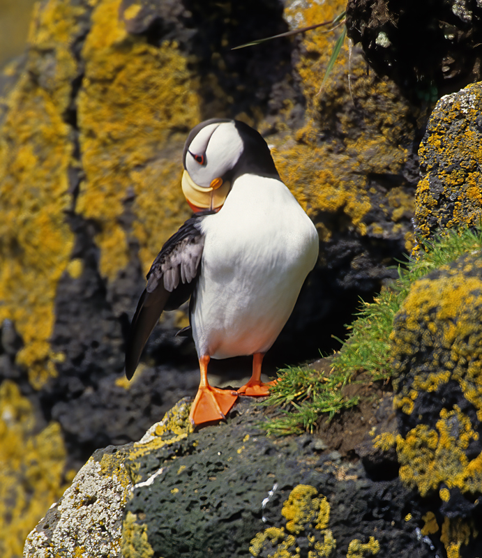 Horned_Puffin_98_AK_023