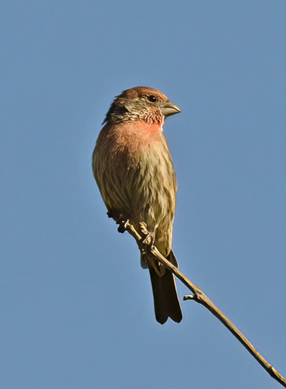 House_Finch_11_CA_001