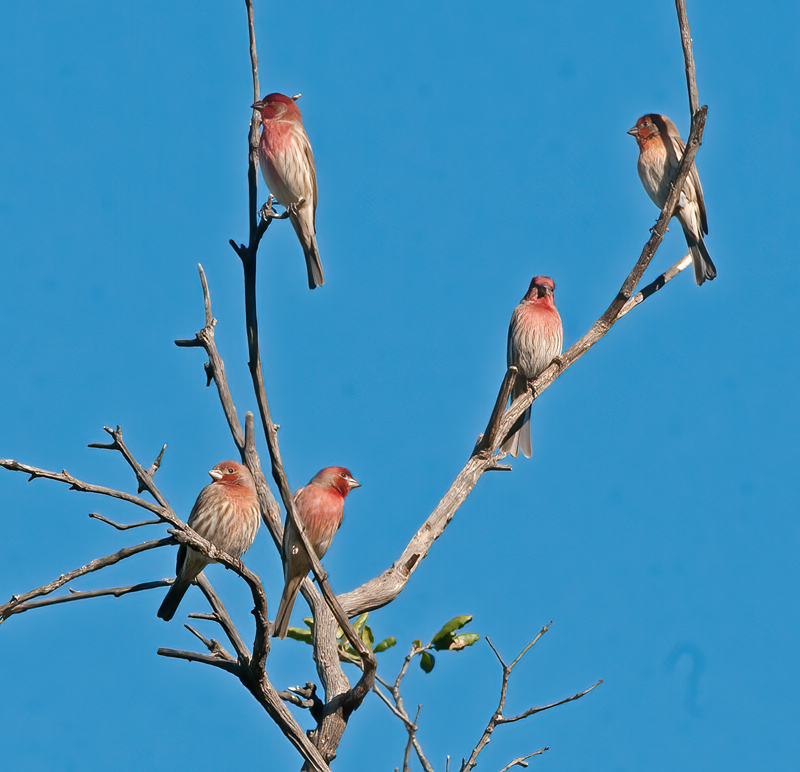 House_Finch_12_CA_020