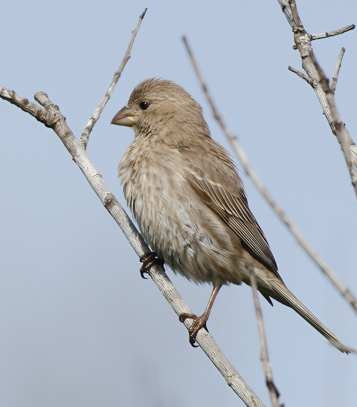 House_Finch_13_CA_004