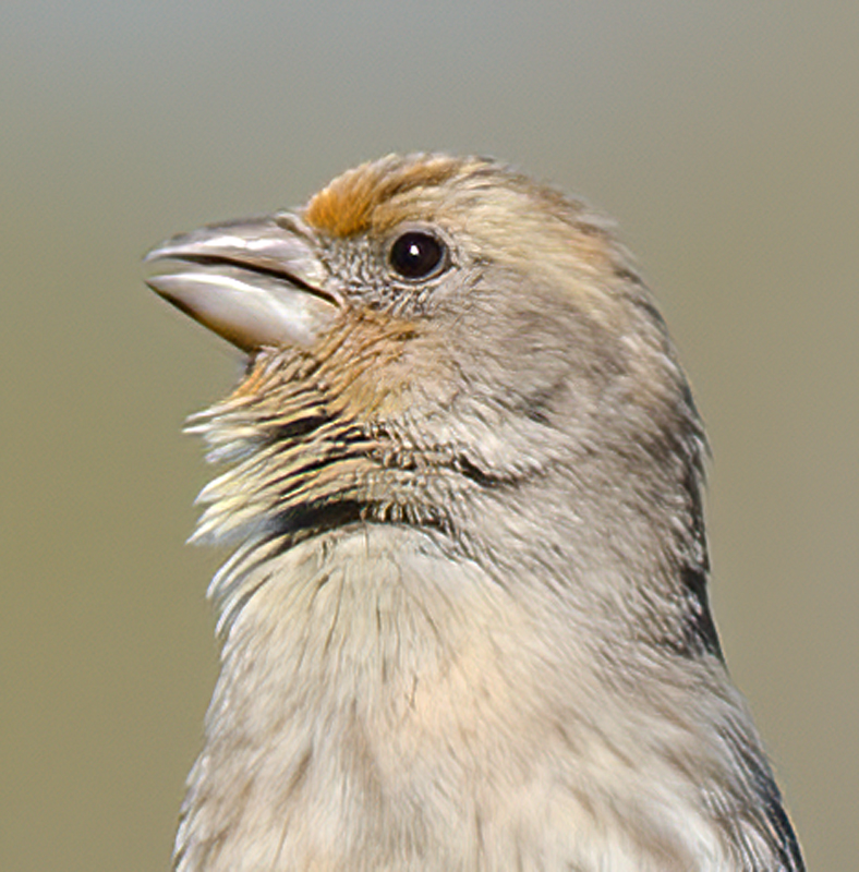 House_Finch_13_CA_006