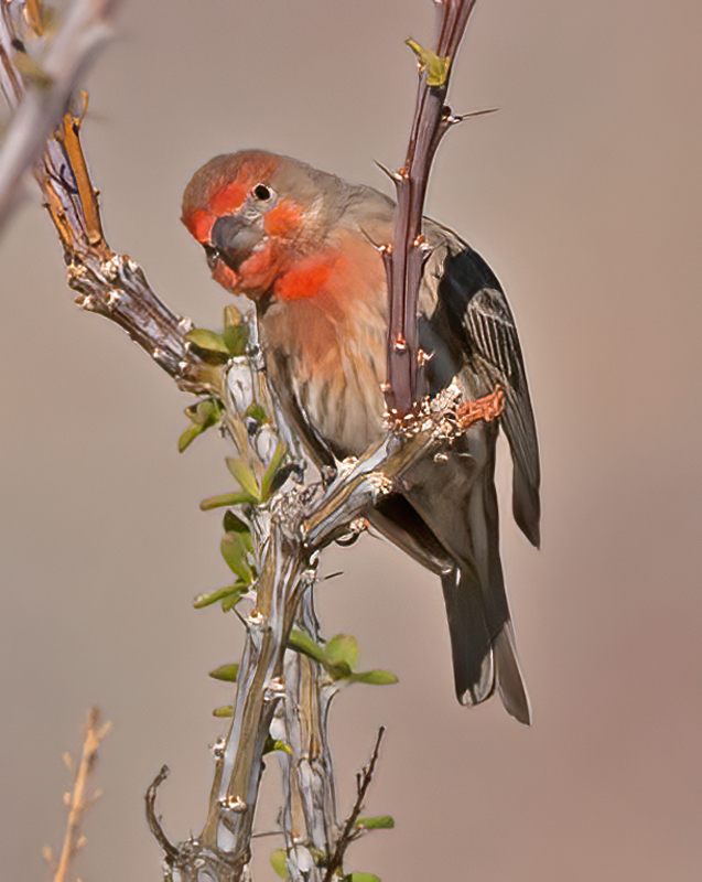 House_Finch_14_CA_005