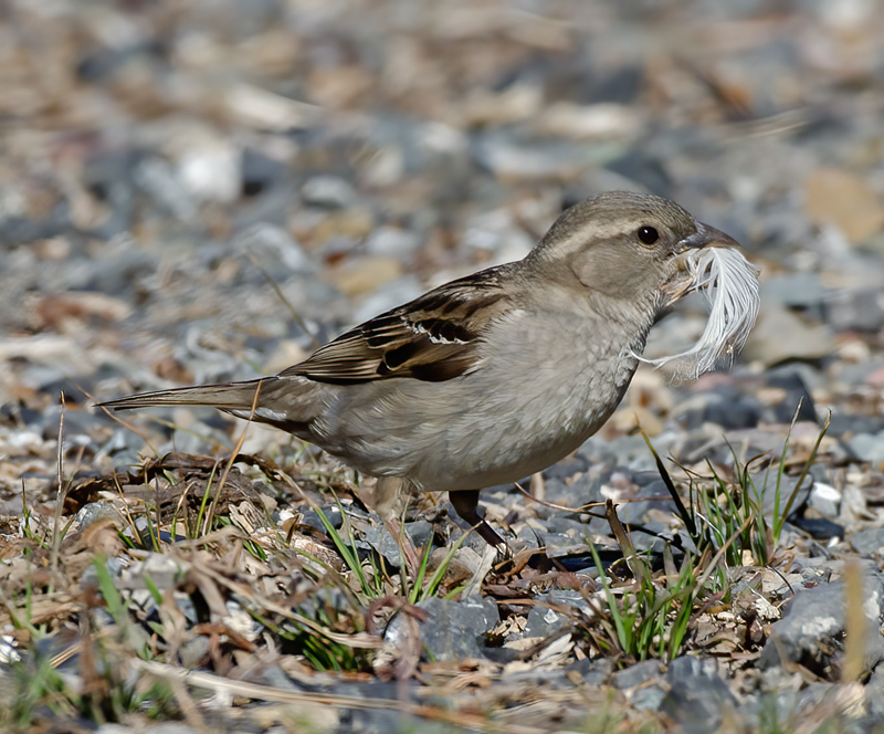 House_Sparrow_14_CA_006