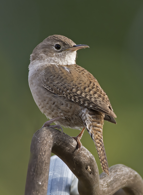 House_Wren_15_CA_048