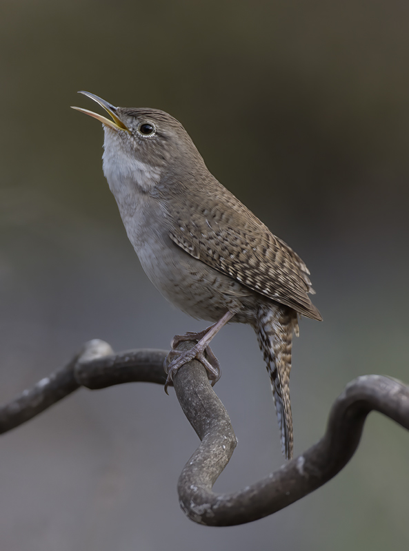 House_Wren_15_CA_055