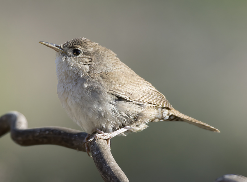 House_Wren_15_CA_059