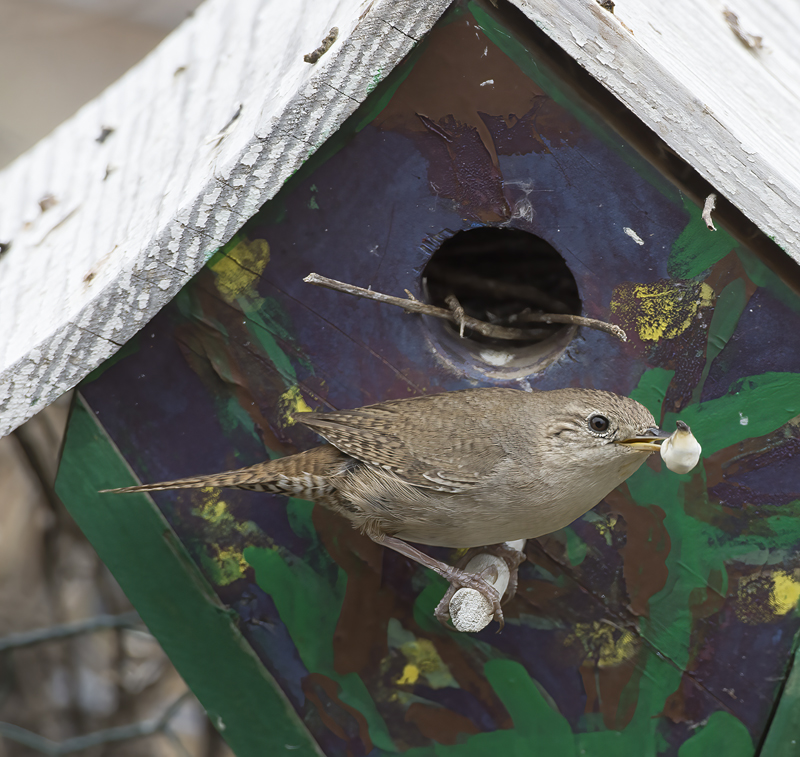 House_Wren_15_CA_070