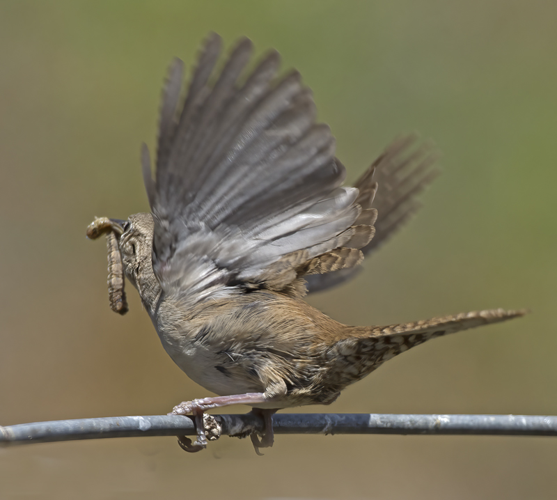 House_Wren_15_CA_117
