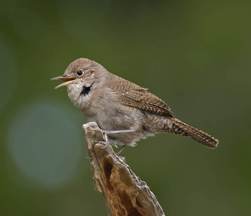 House_Wren_16_CA_005