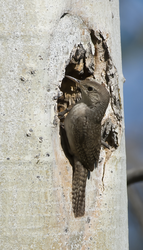 House_Wren_17_OR_010