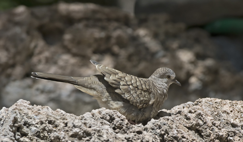 Inca_Dove_15_AZ_006